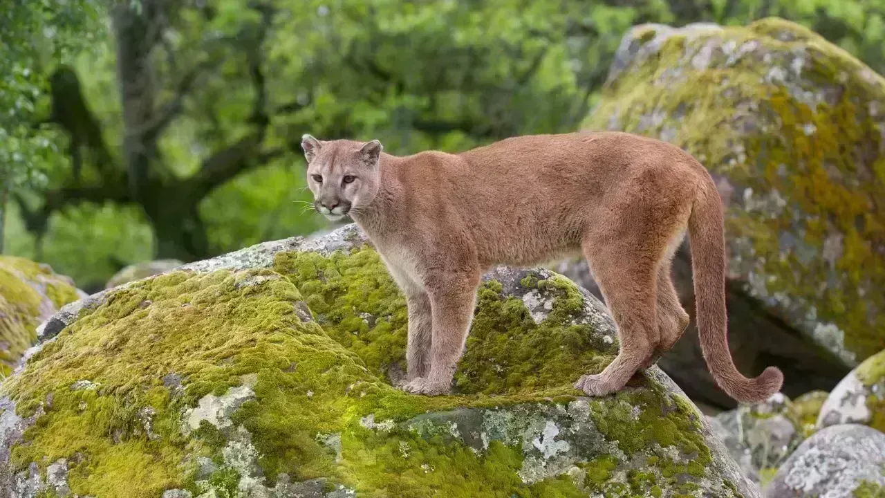 Tragic Death of Woman in Uncommon Mountain Lion Assault in Colorado