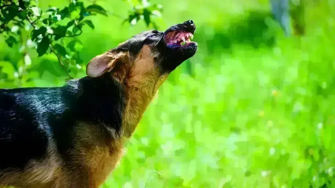 Youth in Nova Scotia Faces Severe Injuries from Dog Attack While Cycling
