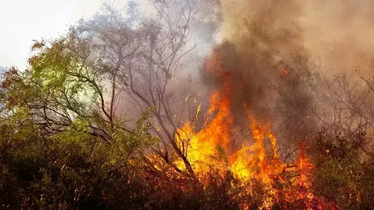Srinagar Blaze Devastates Commercial Establishment and Nearby Sheds