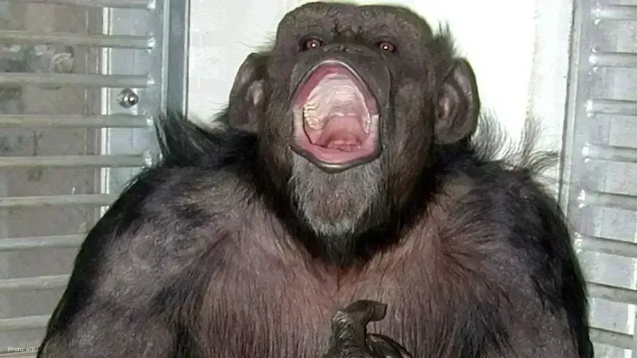 Beloved Chimpanzee Ai, A Beacon in Primate Research, Passes Away at 49