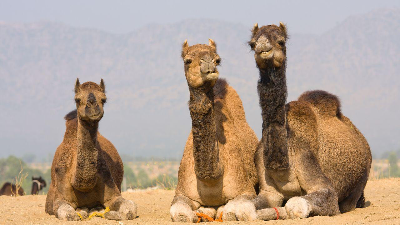Saudi Arabia to Issue Official Passports for Camels