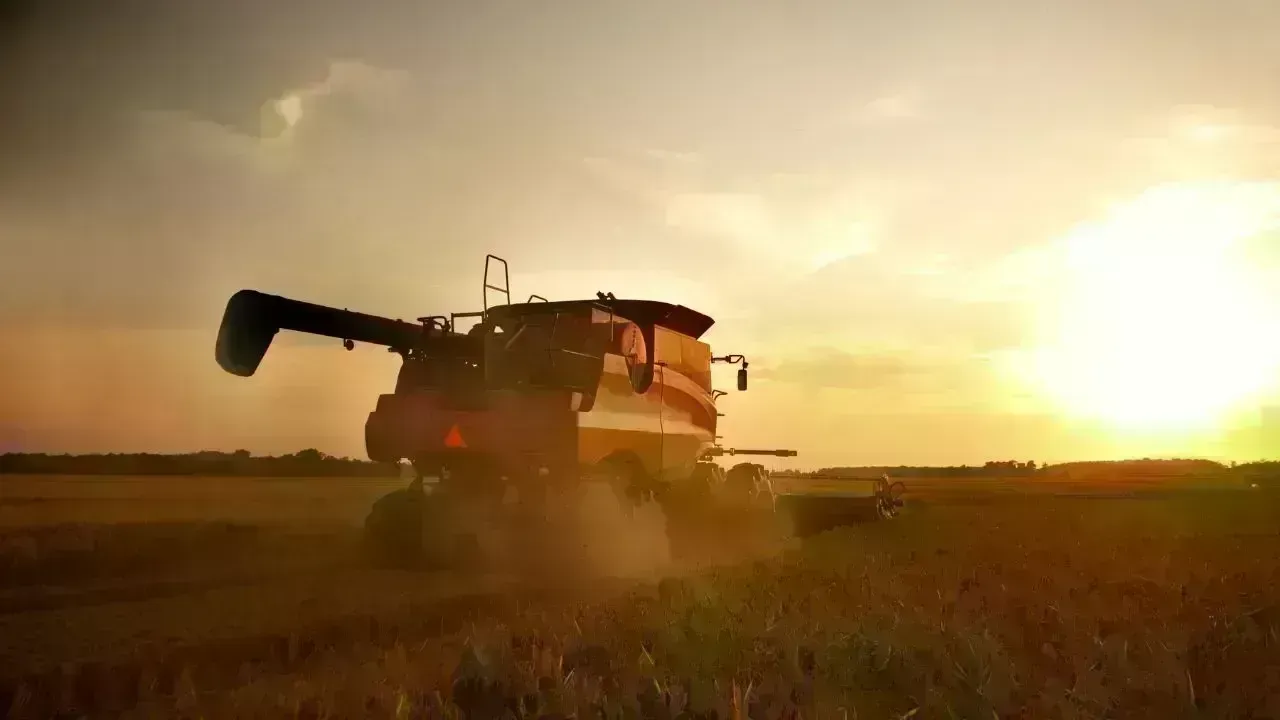 Wheat Harvest Begins in Dhofar’s Al Najd Area
