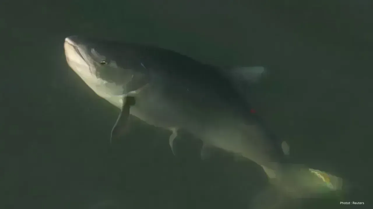 Canada Enhances Salmon Conservation Efforts with New Marking Program