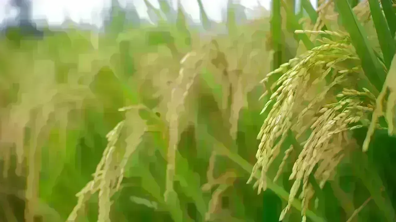 India's Basmati Rice Exports Resilient Amid Conflicts in West Asia