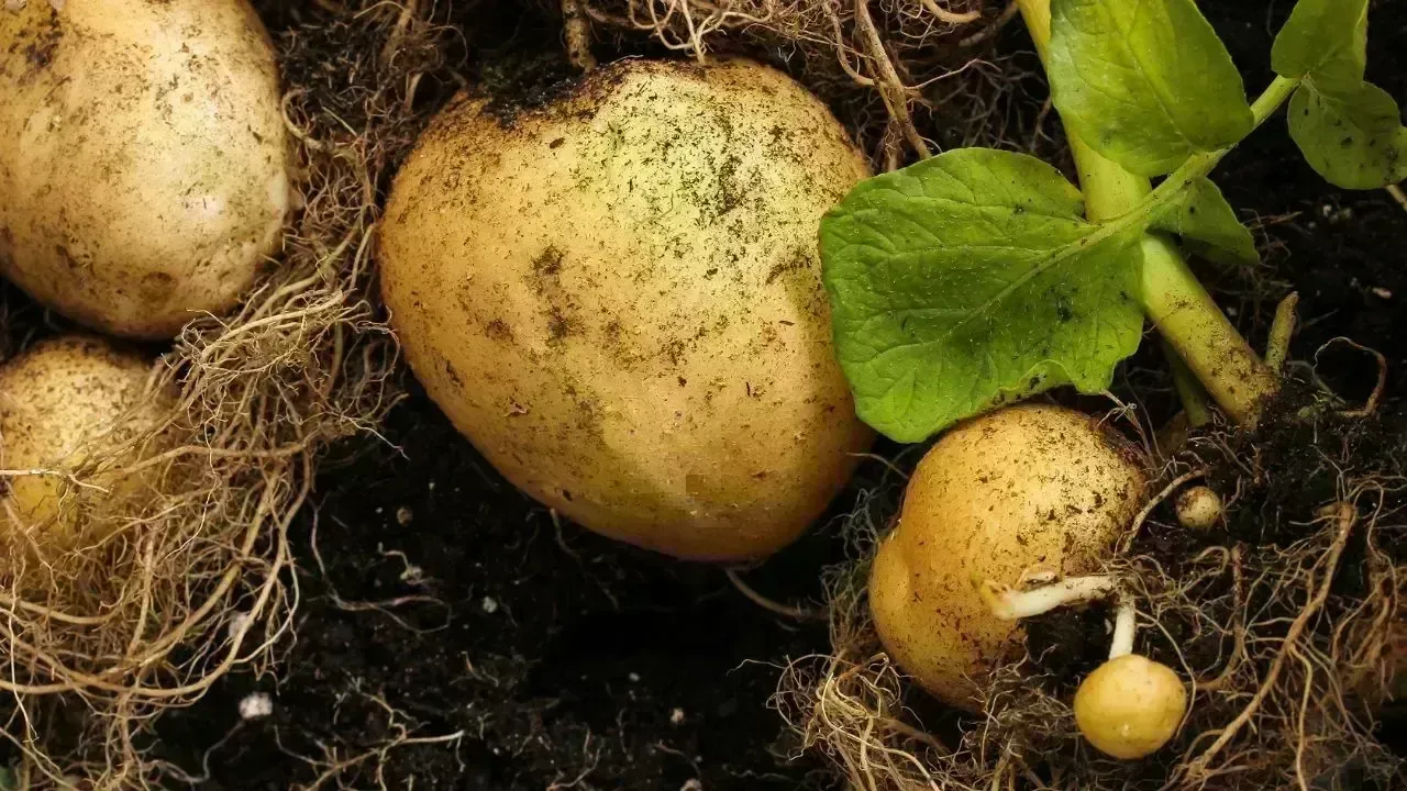 Turkmenistan's Balkan Farmers Gear Up for Bountiful Potato Yield