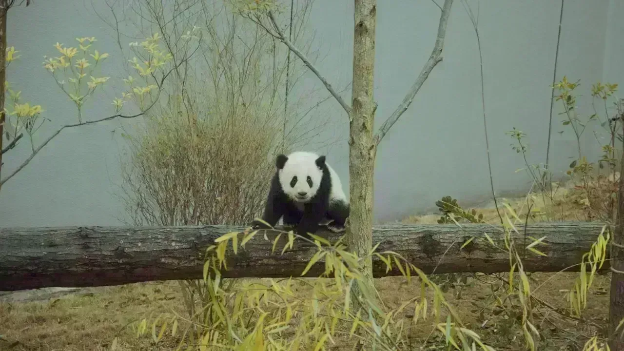 Two Giant Pandas Arrive at Zoo Atlanta from China