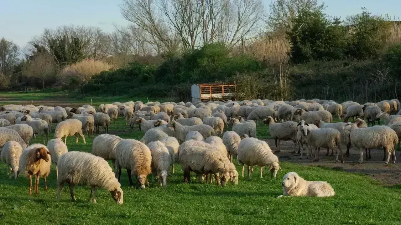 Lambing Season Concludes Successfully in Mary Velayat