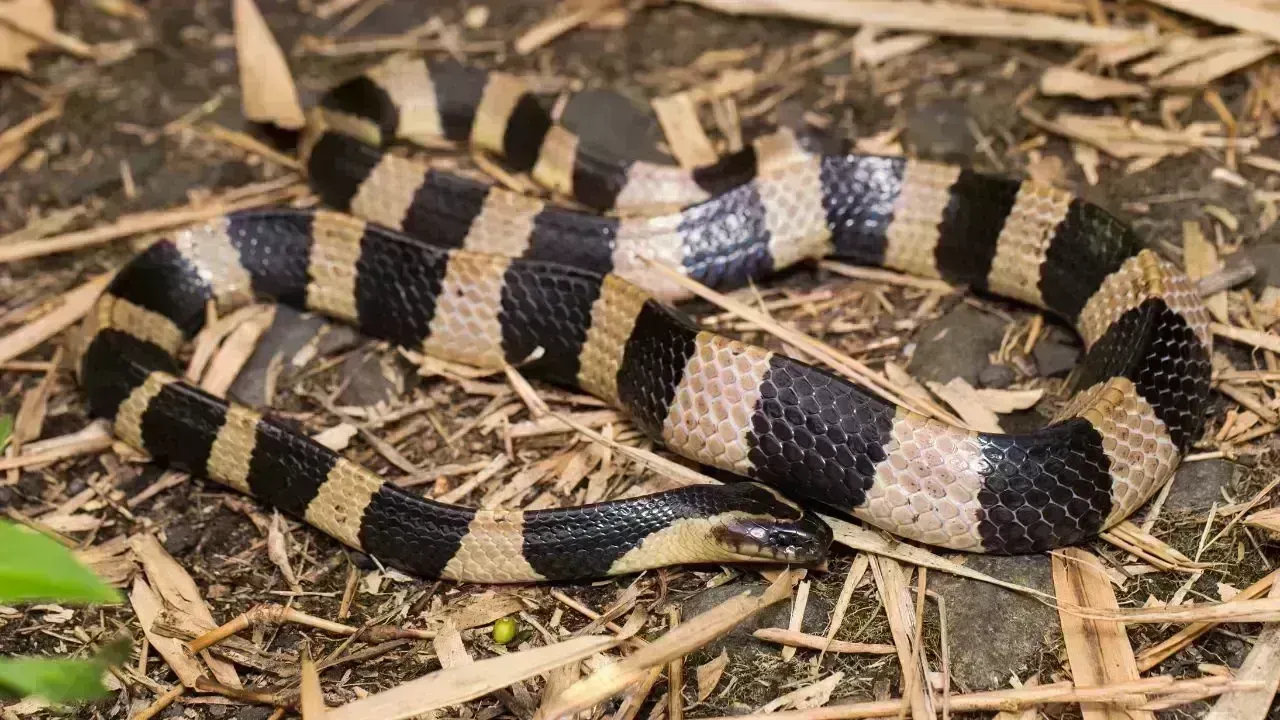 Five Poisonous Snakes Discovered in Kozhikode Home