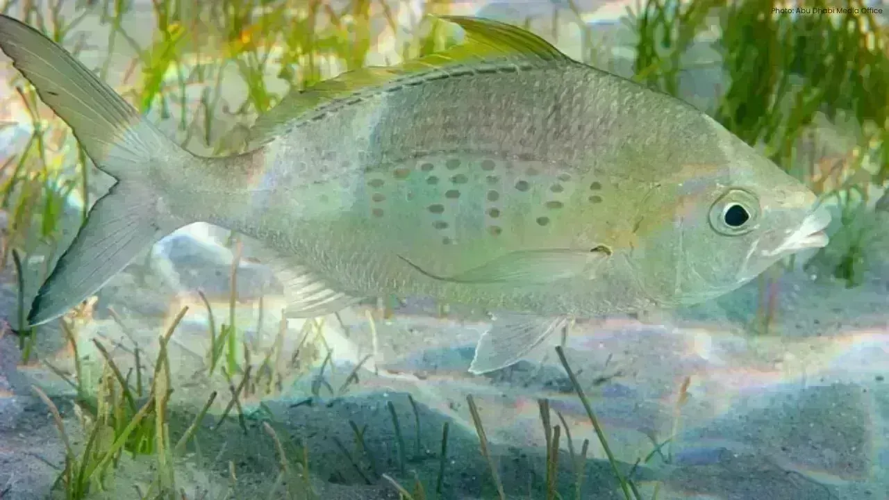 Abu Dhabi Refreshes Fishing Regulations for 2026