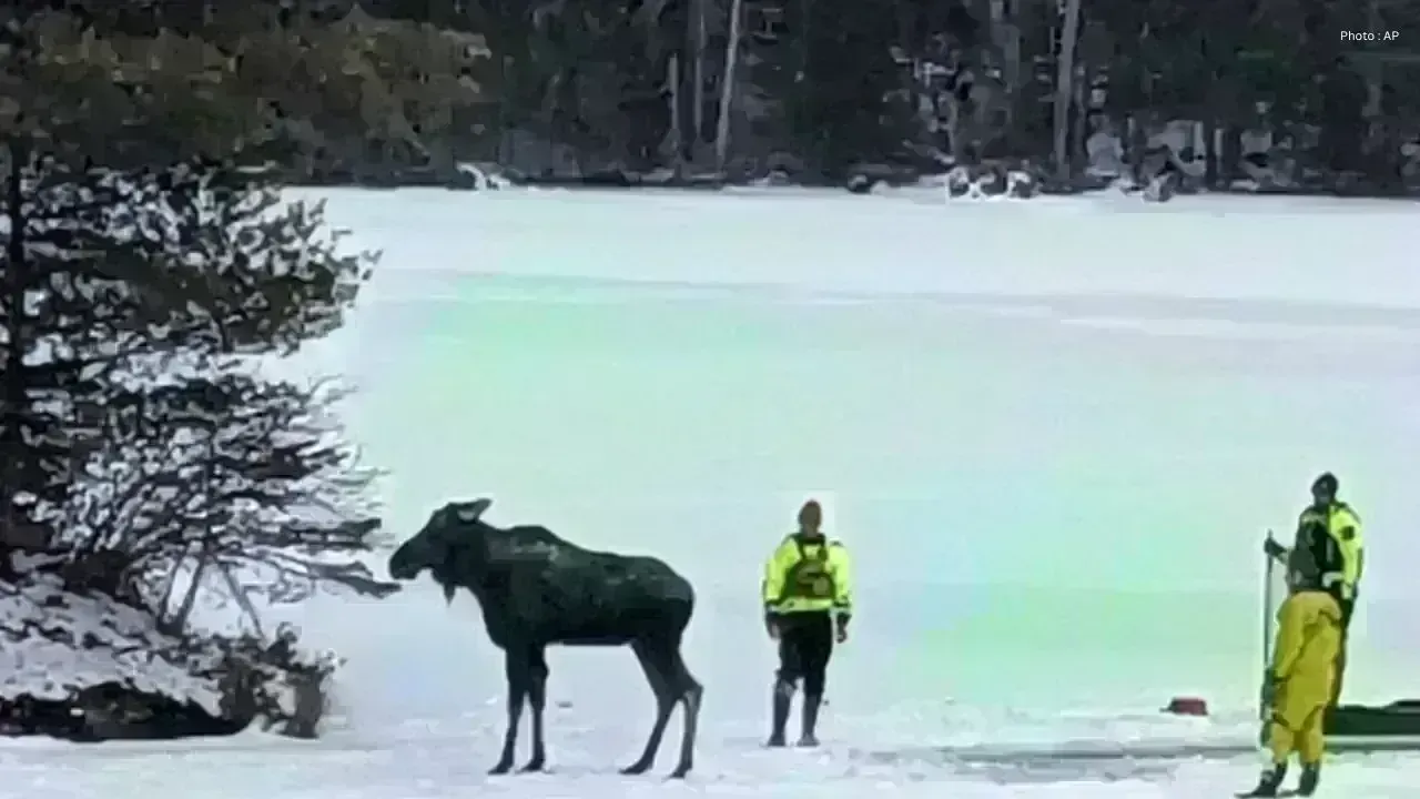 Saskatchewan Tow Truck Operator Rescues Moose from Icy Peril