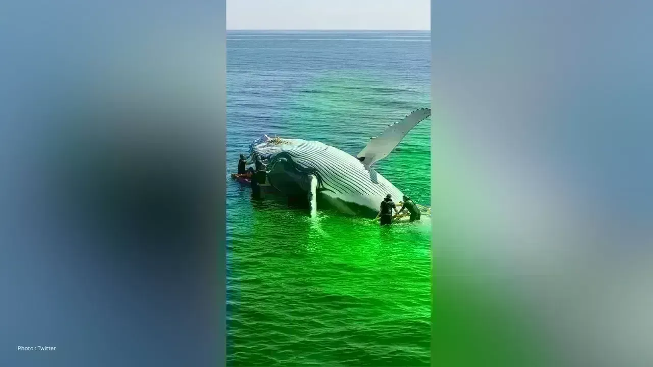 Approval Granted for Timmy's Whale Rescue in Germany