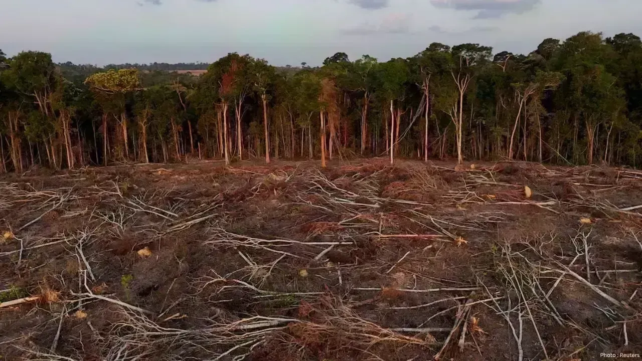 2025 Sees Drop in Tropical Forest Loss, Yet Deforestation Threat Remains