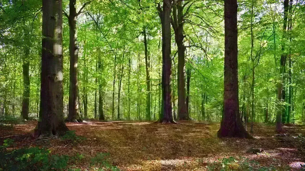 Vietnam Enforces Stricter Penalties for Forest Violations