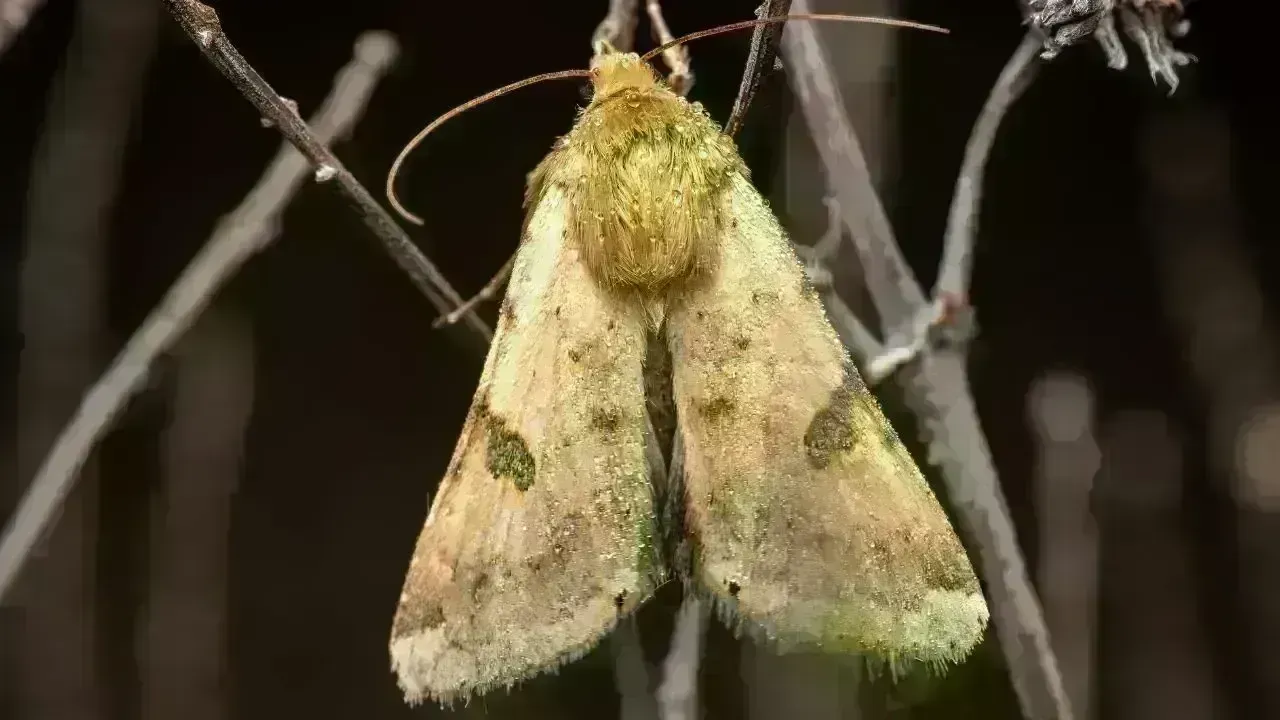 Buff-Tip Moth Poses Risk to Ladakh's Agricultural Sector