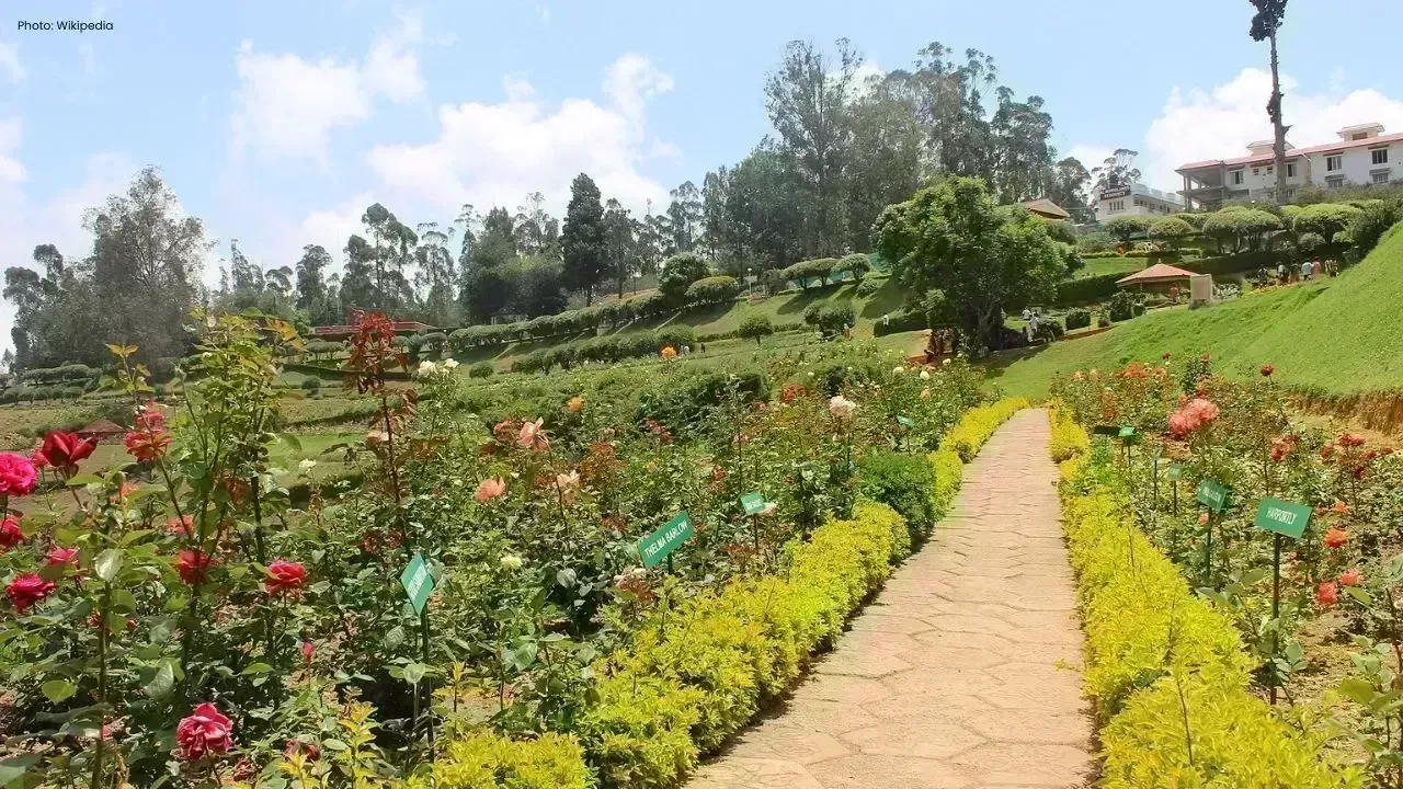 Ooty's Rose Garden Blossoms with Tourists