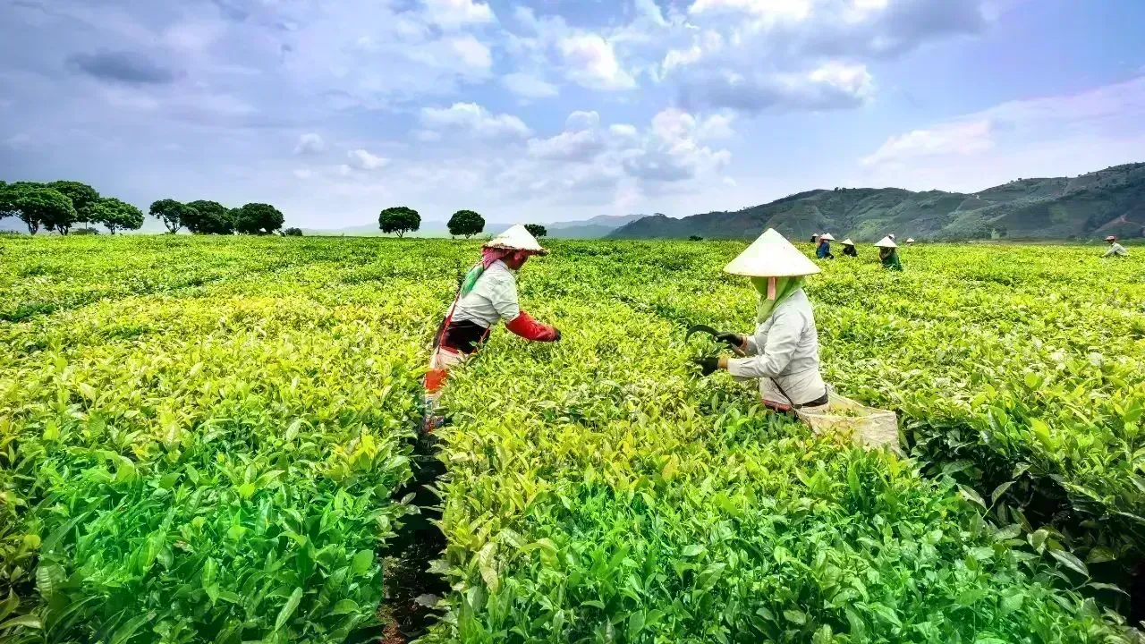 Vietnam Simplifies Cooperative Support Policies