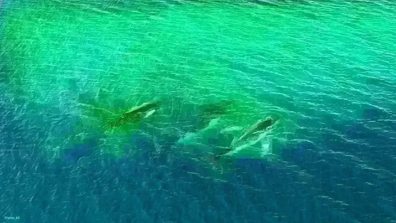 Humpback Whales Set New Migration Record with 15,000 KM Journey