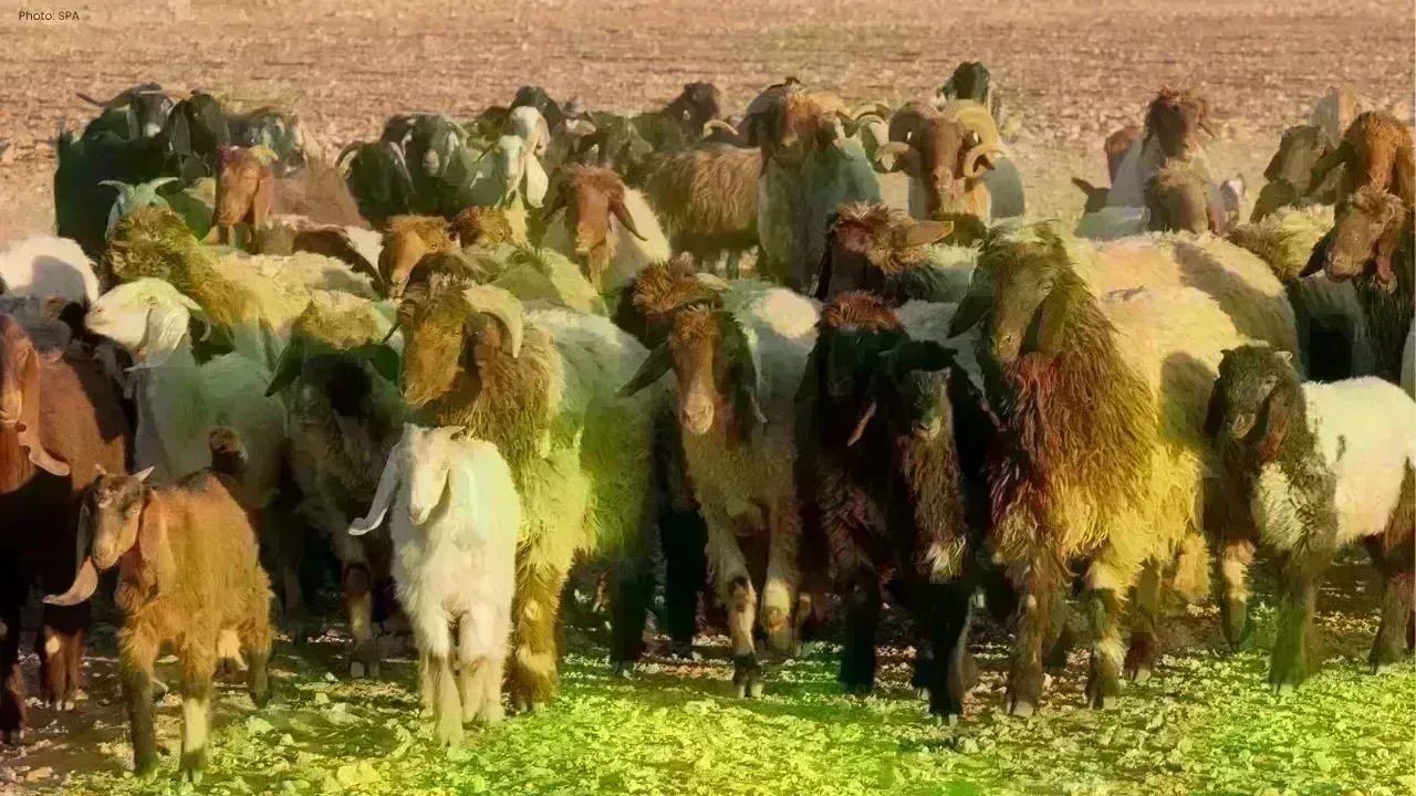 Saudi Arabia Prepares for Hajj 1447 with Abundant Sacrificial Animals