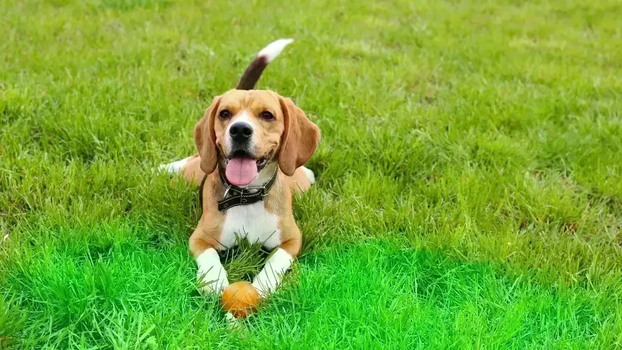 Global Excitement Surrounds AI Pet Translator