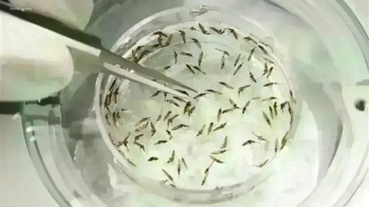 Google's Plan to Release 32 Million Mosquitoes for Public Health