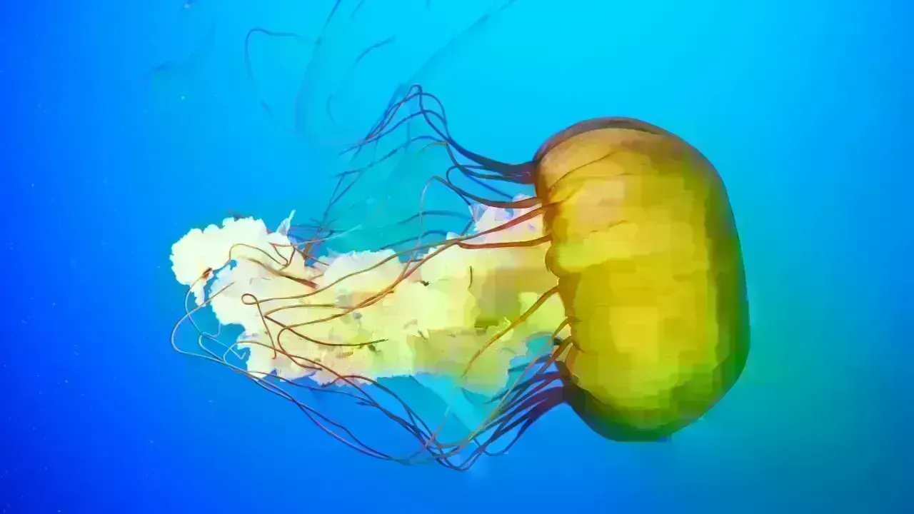 New Box Jellyfish Species Discovered Near Sentosa