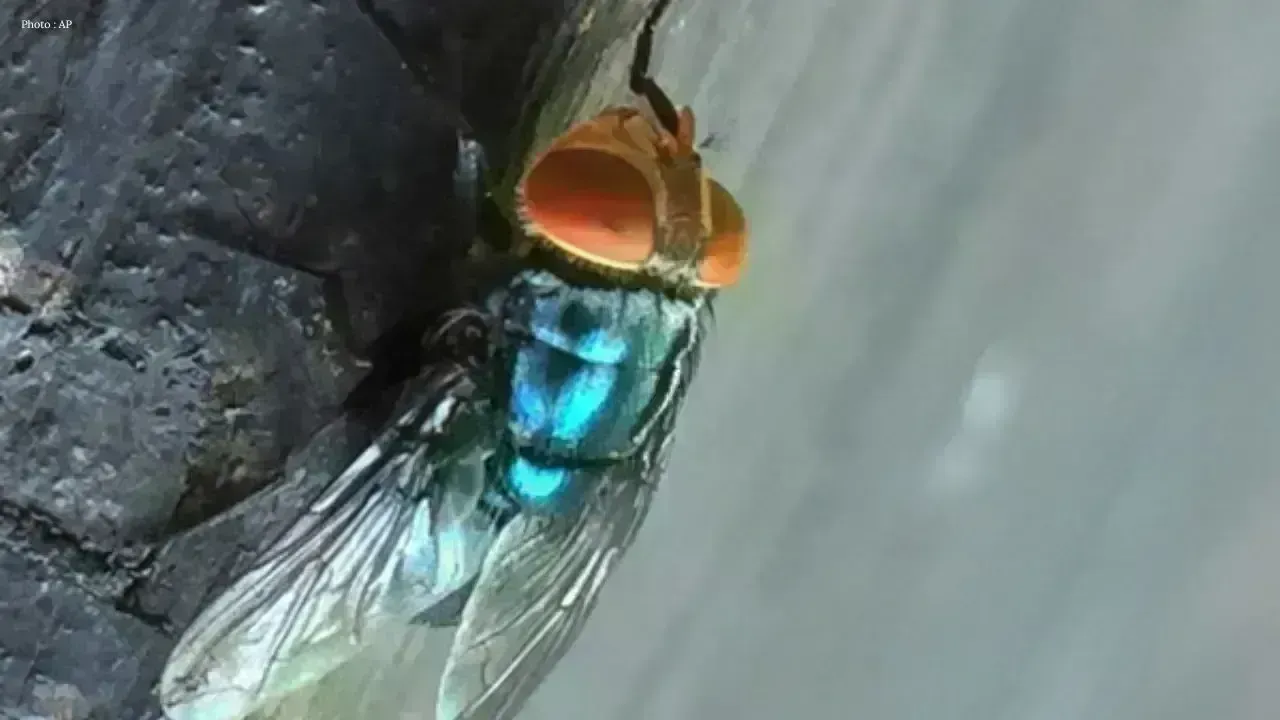 Screwworm Fly Found in Texas, Sparking Alerts Among Farmers