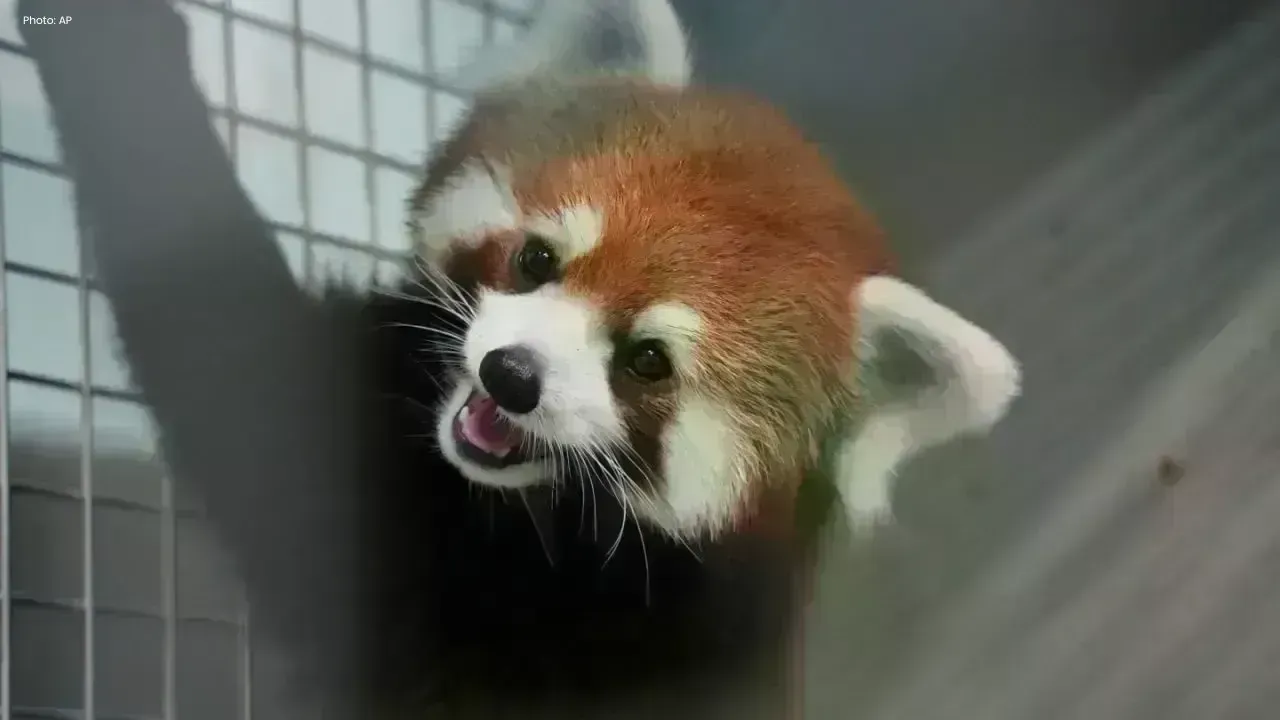 Endangered Red Panda Pair Arrives at Taipei Zoo from China