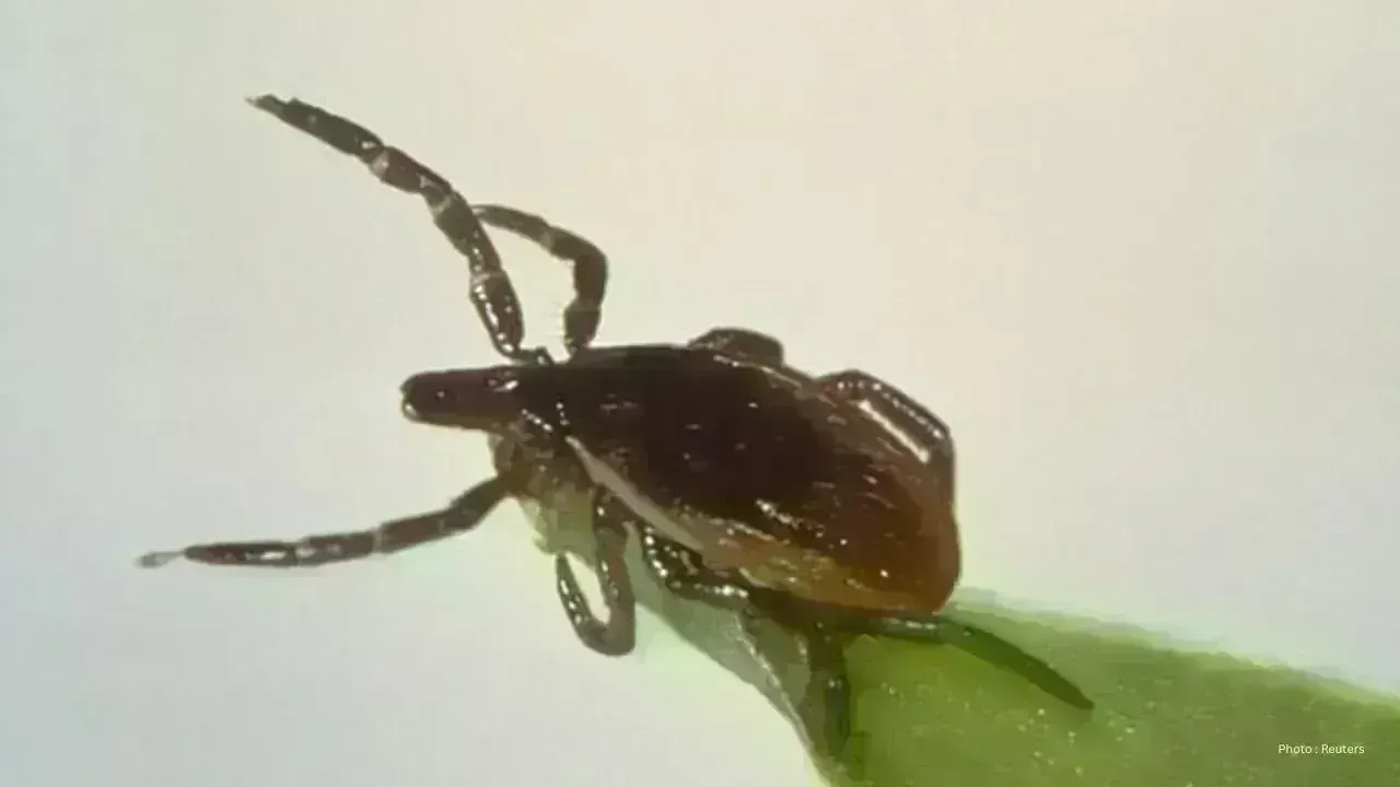 Significant Spike in Lyme Disease Cases in Ontario Raises Health Concerns