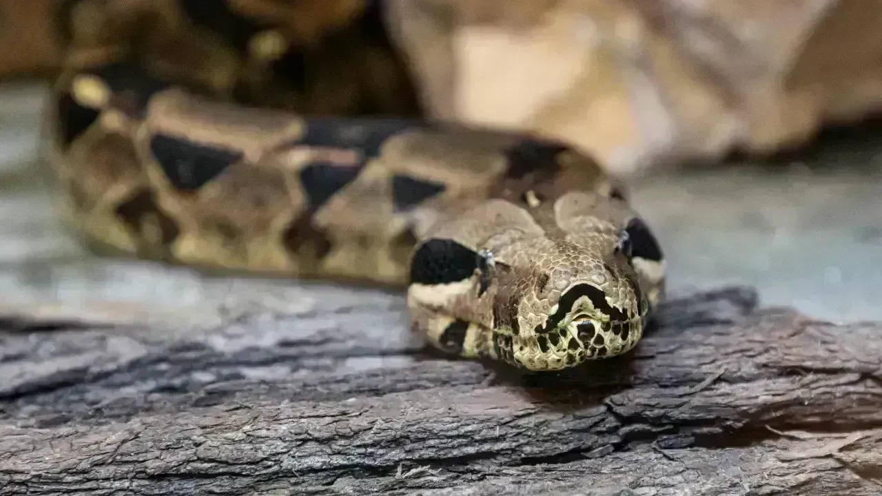 Man Sentenced in China for Running Unlawful Python Breeding Operation
