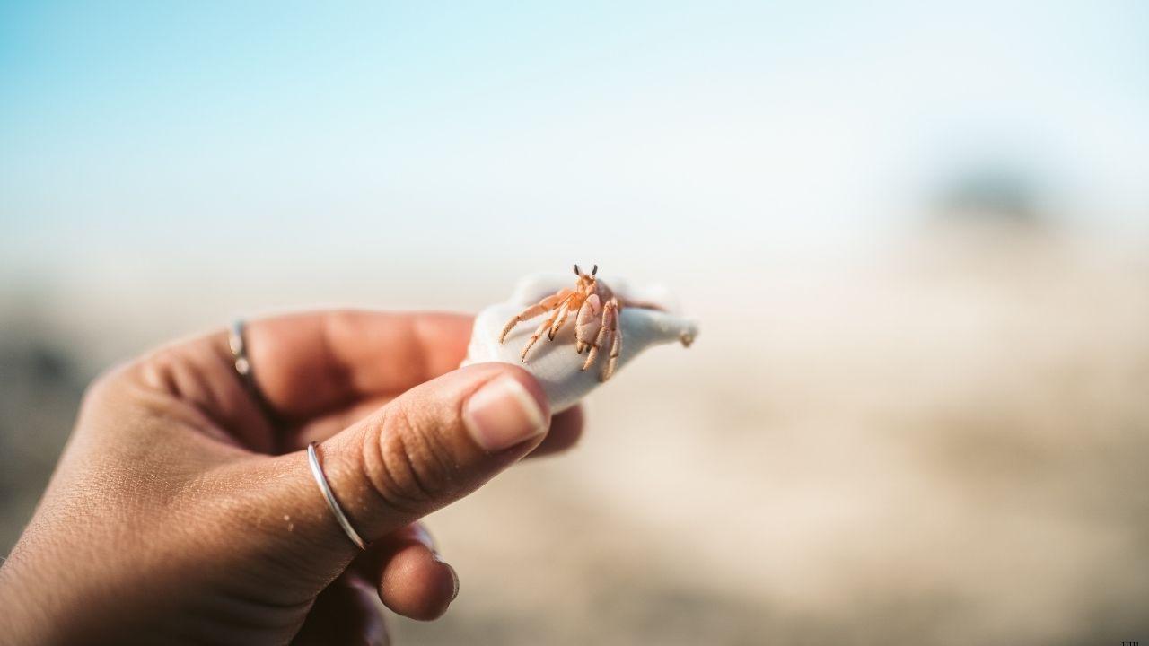 Shellfish Could Be Nutritional Powerhouses  KAUST Study Finds