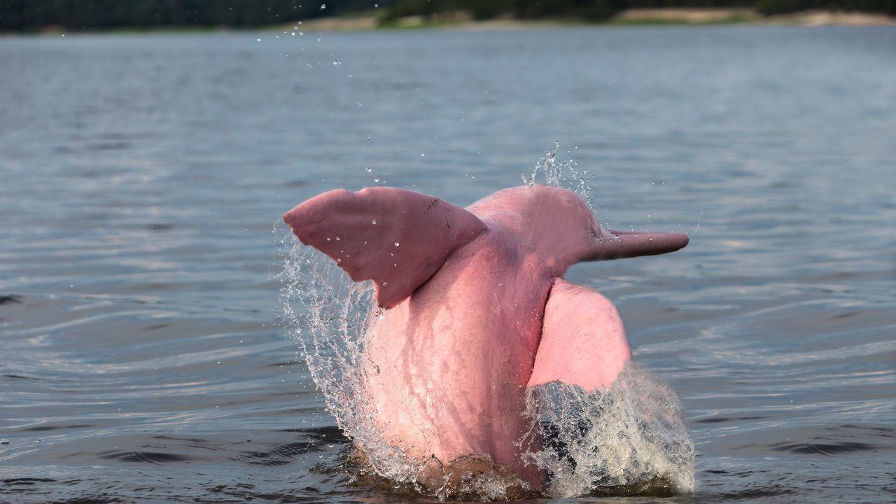 Rare Pink-Coloured Dolphins Spotted Off Oman Coast